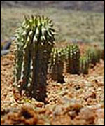 hoodia 