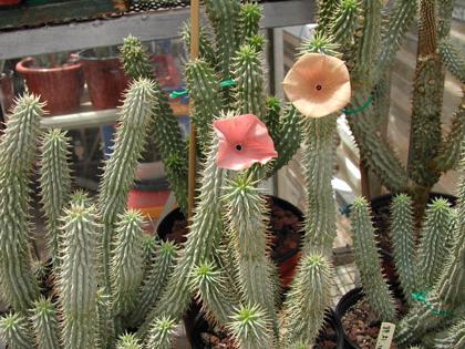 hoodia 