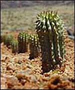 hoodia 