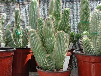 hoodia