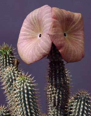 hoodia 