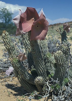 hoodia 