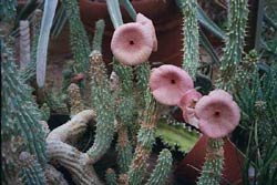 hoodia 