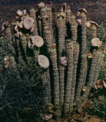 hoodia 