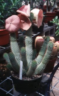 hoodia 