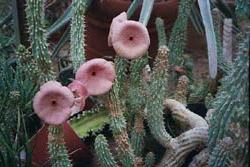 hoodia